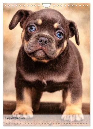 Frenchies Love - Kleine Schnuten ganz groß - Französische Bulldoggen Welpen unwiderstehlich süß (Wandkalender 2027 DIN A4 hoch), CALVENDO Monatskalender