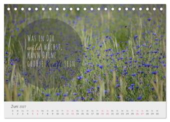 Sanfte Blüten, leise Worte (Tischkalender 2027 DIN A5 quer), CALVENDO Monatskalender