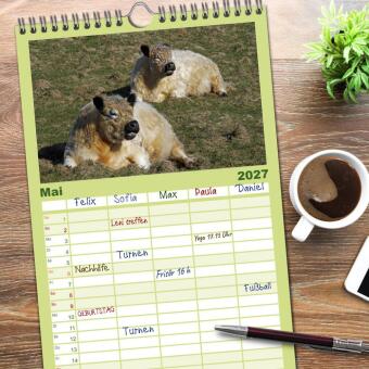 Familienplaner 2027 - Muuuhhh! mit 5 Spalten (Wandkalender, 21 x 45 cm) CALVENDO