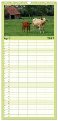 Familienplaner 2027 - Muuuhhh! mit 5 Spalten (Wandkalender, 21 x 45 cm) CALVENDO