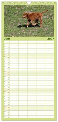 Familienplaner 2027 - Muuuhhh! mit 5 Spalten (Wandkalender, 21 x 45 cm) CALVENDO