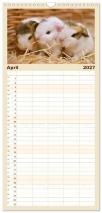 Familienplaner 2027 - Familienplaner BABY Meerschweinchen Traumhaft süß mit 5 Spalten (Wandkalender, 21 x 45 cm) CALVENDO