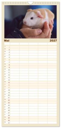 Familienplaner 2027 - Familienplaner BABY Meerschweinchen Traumhaft süß mit 5 Spalten (Wandkalender, 21 x 45 cm) CALVENDO