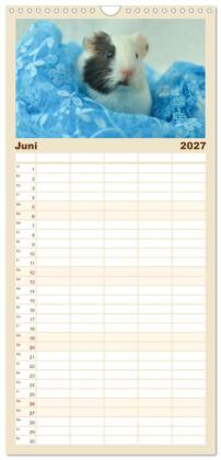 Familienplaner 2027 - Familienplaner BABY Meerschweinchen Traumhaft süß mit 5 Spalten (Wandkalender, 21 x 45 cm) CALVENDO