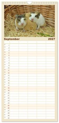 Familienplaner 2027 - Familienplaner BABY Meerschweinchen Traumhaft süß mit 5 Spalten (Wandkalender, 21 x 45 cm) CALVENDO