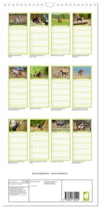 Familienplaner 2027 - Einmal Bullterrier - immer Bullterrier mit 5 Spalten (Wandkalender, 21 x 45 cm) CALVENDO