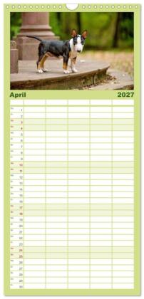Familienplaner 2027 - Einmal Bullterrier - immer Bullterrier mit 5 Spalten (Wandkalender, 21 x 45 cm) CALVENDO