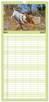 Familienplaner 2027 - Einmal Bullterrier - immer Bullterrier mit 5 Spalten (Wandkalender, 21 x 45 cm) CALVENDO