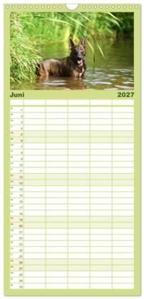 Familienplaner 2027 - Einmal Bullterrier - immer Bullterrier mit 5 Spalten (Wandkalender, 21 x 45 cm) CALVENDO