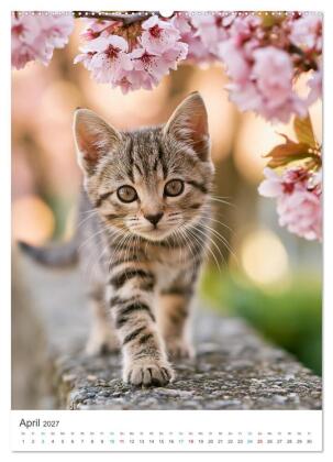 Spaß mit Katzen (Wandkalender 2027 DIN A2 hoch), CALVENDO Monatskalender