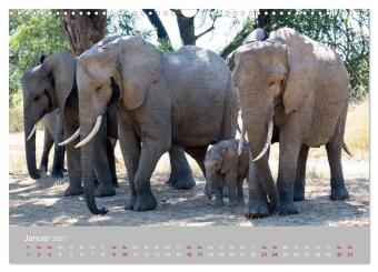 Sambia - das wilde Afrika (Wandkalender 2027 DIN A3 quer), CALVENDO Monatskalender