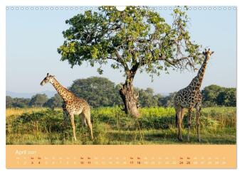 Sambia - das wilde Afrika (Wandkalender 2027 DIN A3 quer), CALVENDO Monatskalender