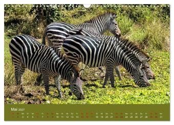 Sambia - das wilde Afrika (Wandkalender 2027 DIN A3 quer), CALVENDO Monatskalender