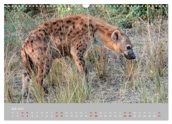 Sambia - das wilde Afrika (Wandkalender 2027 DIN A3 quer), CALVENDO Monatskalender