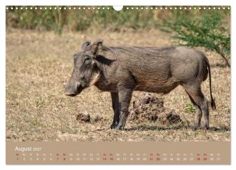 Sambia - das wilde Afrika (Wandkalender 2027 DIN A3 quer), CALVENDO Monatskalender