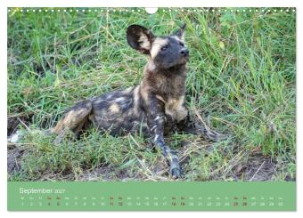 Sambia - das wilde Afrika (Wandkalender 2027 DIN A3 quer), CALVENDO Monatskalender