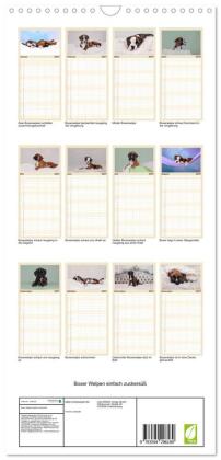 Familienplaner 2027 - Boxer Welpen einfach zuckersüß mit 5 Spalten (Wandkalender, 21 x 45 cm) CALVENDO