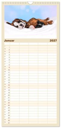 Familienplaner 2027 - Boxer Welpen einfach zuckersüß mit 5 Spalten (Wandkalender, 21 x 45 cm) CALVENDO