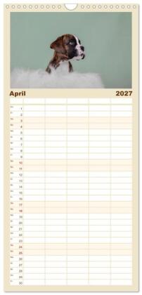 Familienplaner 2027 - Boxer Welpen einfach zuckersüß mit 5 Spalten (Wandkalender, 21 x 45 cm) CALVENDO