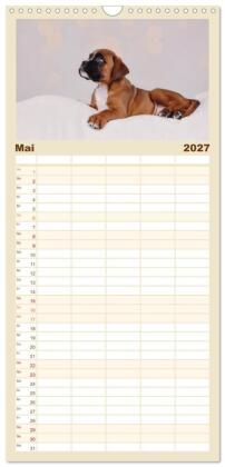 Familienplaner 2027 - Boxer Welpen einfach zuckersüß mit 5 Spalten (Wandkalender, 21 x 45 cm) CALVENDO