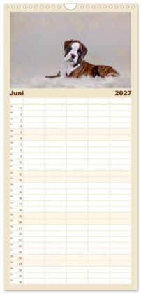 Familienplaner 2027 - Boxer Welpen einfach zuckersüß mit 5 Spalten (Wandkalender, 21 x 45 cm) CALVENDO