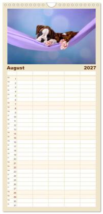Familienplaner 2027 - Boxer Welpen einfach zuckersüß mit 5 Spalten (Wandkalender, 21 x 45 cm) CALVENDO