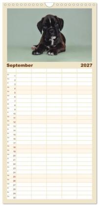 Familienplaner 2027 - Boxer Welpen einfach zuckersüß mit 5 Spalten (Wandkalender, 21 x 45 cm) CALVENDO