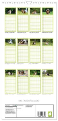 Familienplaner 2027 - Collies - charmante Herzensbrecher mit 5 Spalten (Wandkalender, 21 x 45 cm) CALVENDO