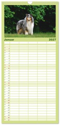 Familienplaner 2027 - Collies - charmante Herzensbrecher mit 5 Spalten (Wandkalender, 21 x 45 cm) CALVENDO