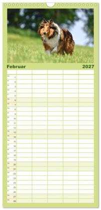 Familienplaner 2027 - Collies - charmante Herzensbrecher mit 5 Spalten (Wandkalender, 21 x 45 cm) CALVENDO