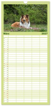 Familienplaner 2027 - Collies - charmante Herzensbrecher mit 5 Spalten (Wandkalender, 21 x 45 cm) CALVENDO