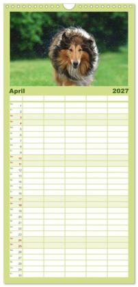 Familienplaner 2027 - Collies - charmante Herzensbrecher mit 5 Spalten (Wandkalender, 21 x 45 cm) CALVENDO