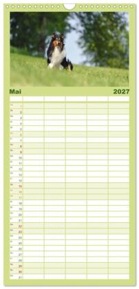 Familienplaner 2027 - Collies - charmante Herzensbrecher mit 5 Spalten (Wandkalender, 21 x 45 cm) CALVENDO
