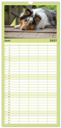 Familienplaner 2027 - Collies - charmante Herzensbrecher mit 5 Spalten (Wandkalender, 21 x 45 cm) CALVENDO
