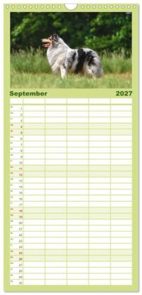 Familienplaner 2027 - Collies - charmante Herzensbrecher mit 5 Spalten (Wandkalender, 21 x 45 cm) CALVENDO
