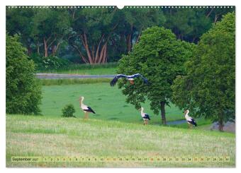 Gefiederte Gesellen im Tal der Zwickauer Mulde (hochwertiger Premium Wandkalender 2027 DIN A2 quer), Kunstdruck in Hochglanz