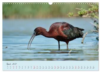 Wilde Toskana - von René Schaack (Wandkalender 2027 DIN A3 quer), CALVENDO Monatskalender