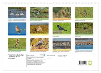 Faszination Zugvögel - Rekorde in der Vogelwelt (hochwertiger Premium Wandkalender 2027 DIN A2 quer), Kunstdruck in Hochglanz