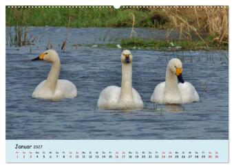Faszination Zugvögel - Rekorde in der Vogelwelt (hochwertiger Premium Wandkalender 2027 DIN A2 quer), Kunstdruck in Hochglanz