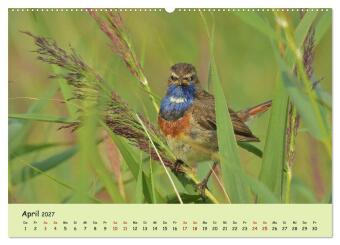 Faszination Zugvögel - Rekorde in der Vogelwelt (hochwertiger Premium Wandkalender 2027 DIN A2 quer), Kunstdruck in Hochglanz