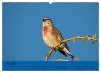Faszination Zugvögel - Rekorde in der Vogelwelt (hochwertiger Premium Wandkalender 2027 DIN A2 quer), Kunstdruck in Hochglanz