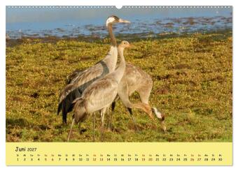 Faszination Zugvögel - Rekorde in der Vogelwelt (hochwertiger Premium Wandkalender 2027 DIN A2 quer), Kunstdruck in Hochglanz