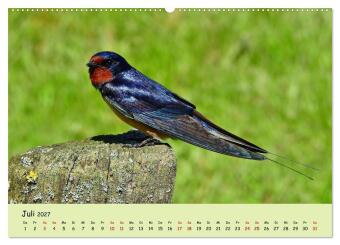 Faszination Zugvögel - Rekorde in der Vogelwelt (hochwertiger Premium Wandkalender 2027 DIN A2 quer), Kunstdruck in Hochglanz