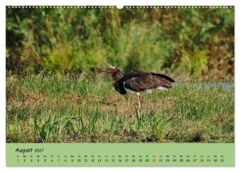 Faszination Zugvögel - Rekorde in der Vogelwelt (hochwertiger Premium Wandkalender 2027 DIN A2 quer), Kunstdruck in Hochglanz