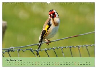 Faszination Zugvögel - Rekorde in der Vogelwelt (hochwertiger Premium Wandkalender 2027 DIN A2 quer), Kunstdruck in Hochglanz