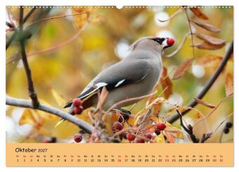 Faszination Zugvögel - Rekorde in der Vogelwelt (hochwertiger Premium Wandkalender 2027 DIN A2 quer), Kunstdruck in Hochglanz