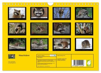 Waschbären (Wandkalender 2027 DIN A4 quer), CALVENDO Monatskalender