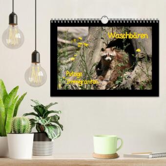 Waschbären (Wandkalender 2027 DIN A4 quer), CALVENDO Monatskalender