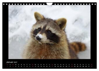 Waschbären (Wandkalender 2027 DIN A4 quer), CALVENDO Monatskalender