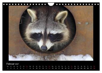 Waschbären (Wandkalender 2027 DIN A4 quer), CALVENDO Monatskalender